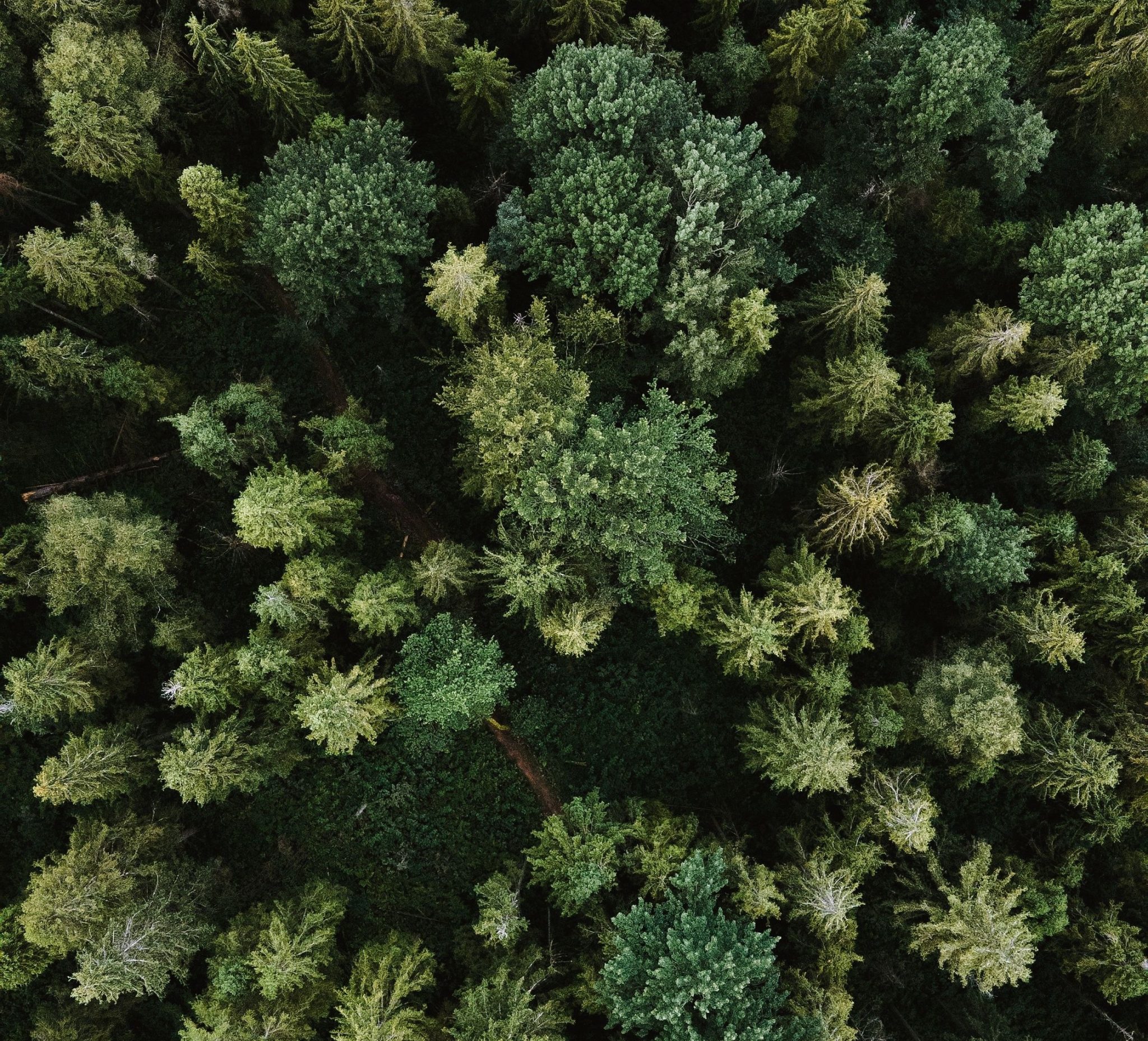 Entre monétisation et sanction : quelle voie pour l’effort écologique?